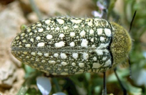 Julodis aequinoctialis
